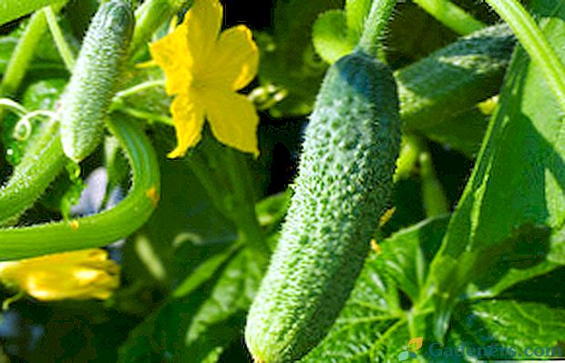 Cucumber odrůda Murashka F1