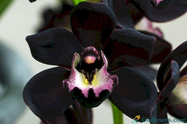 Phalaenopsis - цветна черна орхидея, както изглежда на снимката