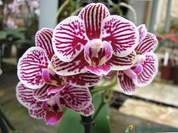 Phalaenopsis: rodzaje i odmiany, selekcja i pielęgnacja, zdjęcia