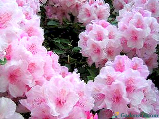 Foto květina rododendron, výsadba a péče