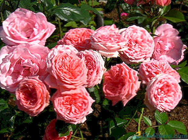 Zdjęcia róż kwiatów kimono i kwiaciarni floribunda