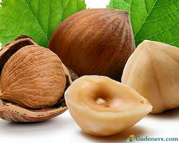 Lískové ořechy a lískové oříšky (lískové ořechy) - jaký je rozdíl a vlastnosti