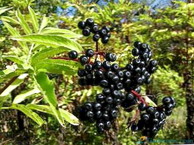 Kur juodoji spygliuočių augalas auga Rusijoje