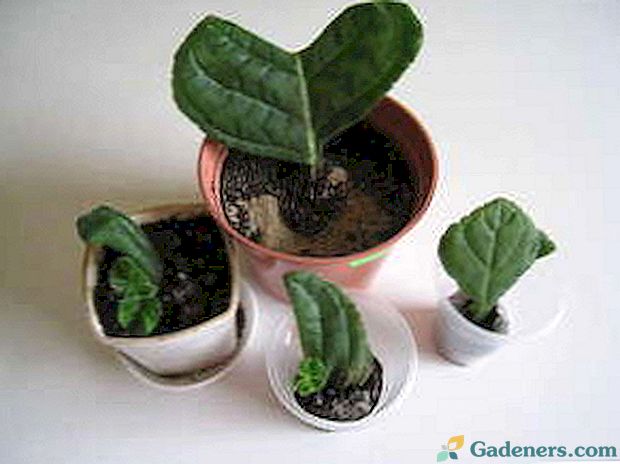 Gloxinia: priežiūra namuose ir auginimas, reprodukcija