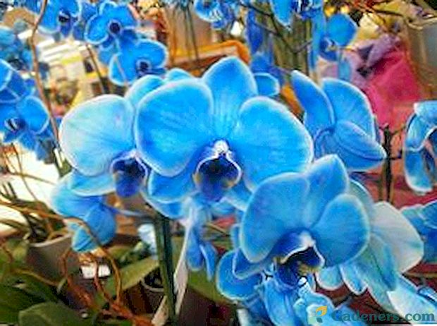 Mėlyna ir mėlyna orchidėjos: natūralus grožis ar žmogaus įsikišimas