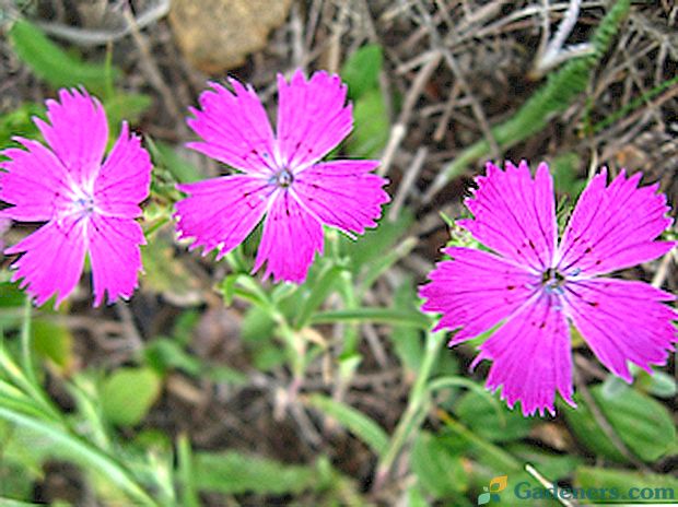 Carnation: opis rastlin in fotografij cvetja