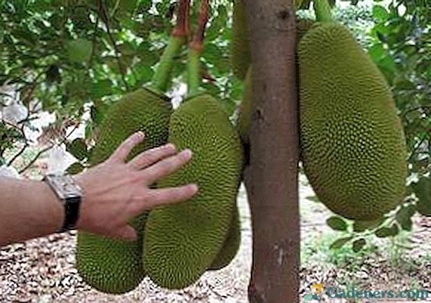 Breadfruit: fotografije, opis