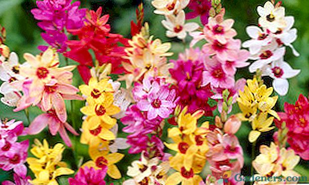 Ixia: výsadba a starostlivosť o exotický kvet na otvorenom poli, foto
