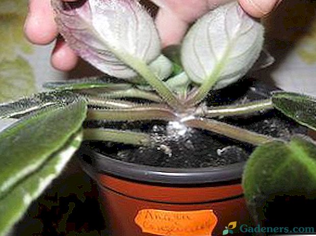 Как да се справят с mealybug на стайни растения?