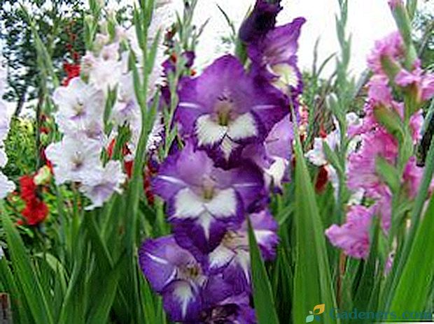 Kaip ir kada pavasarį auginti gladiolius atvirame lauke