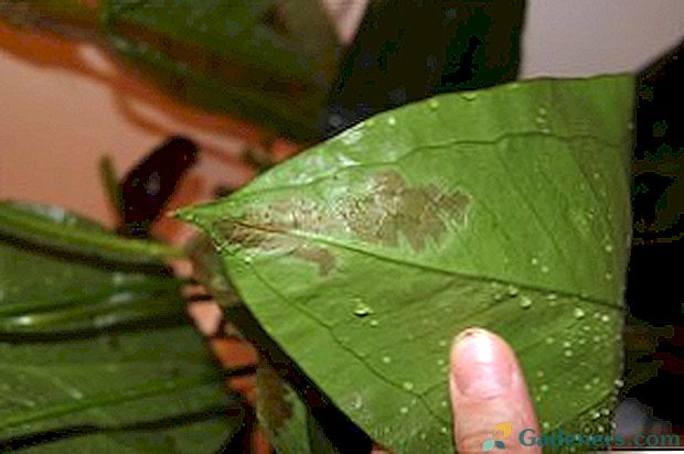 Ako liečiť choroby anthurium listy: fotografie a popis