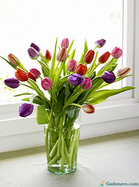 Ako ušetriť rezané tulipány doma