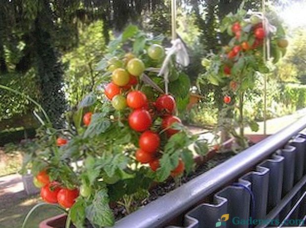 Kako rasti paradižnik na balkonu - izbira sort, setev in oskrbe