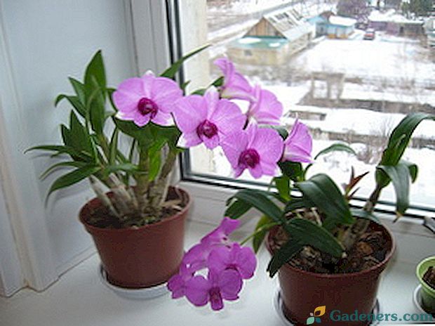 Jak správně napájet orchidej doma