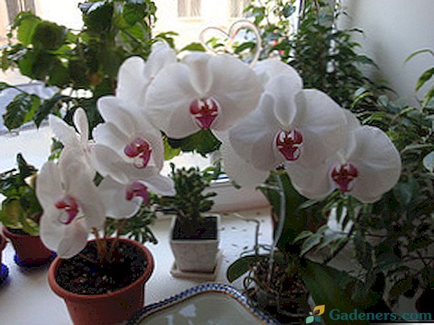 Kako skrbeti za orhidejo po nakupovanju doma