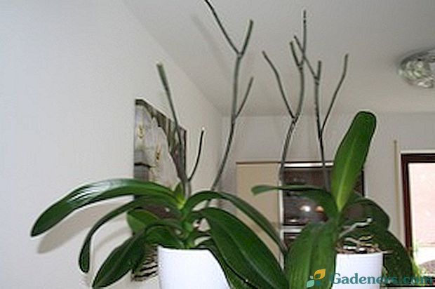 Как да режеш орхидея след цъфтежа