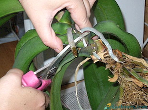 Kaip sodinti orchidę namuose: patarimai, nuotraukos