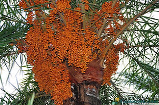 Kaip auga data ir oranžinis medis? Ar galiu juos auginti namuose?