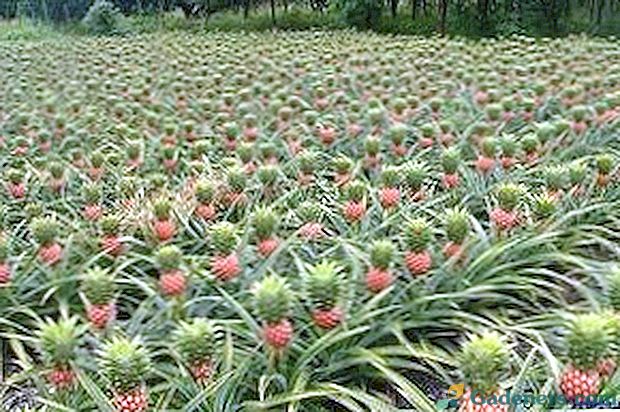 Kaip ananasai auga ant plantacijų, šiltnamiuose ir namuose