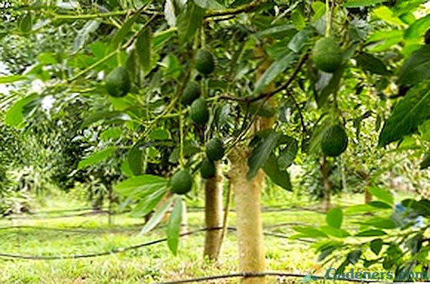 Jak strom avokáda roste doma, princip růstu