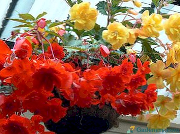 Ako propagovať metódy šírenia begónie - kvetov