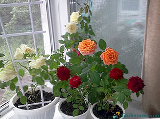 Jak šířit růže doma: reprodukce odřezky