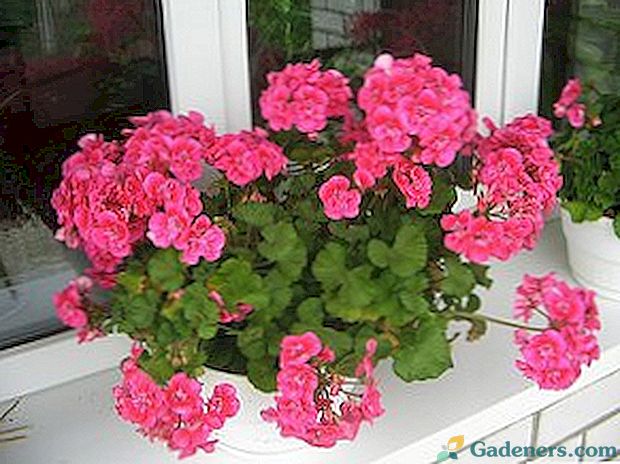Jak rozmnażać i uprawiać kwiat geranium w domu