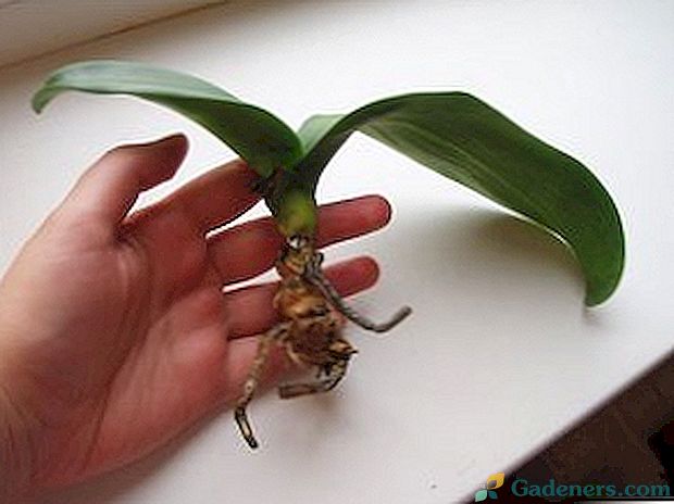 Как да възроди орхидея, ако корените й са изгнили?
