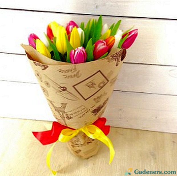 Jak spakować bukiet tulipanów?