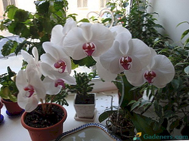 Jak podlewać orchideę Phalaenopsis w domu