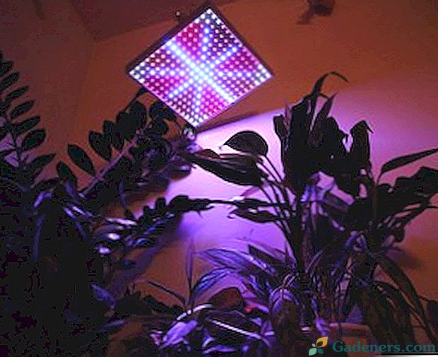 Kaip pasirinkti fluorescencines lempos kambariniams augalams