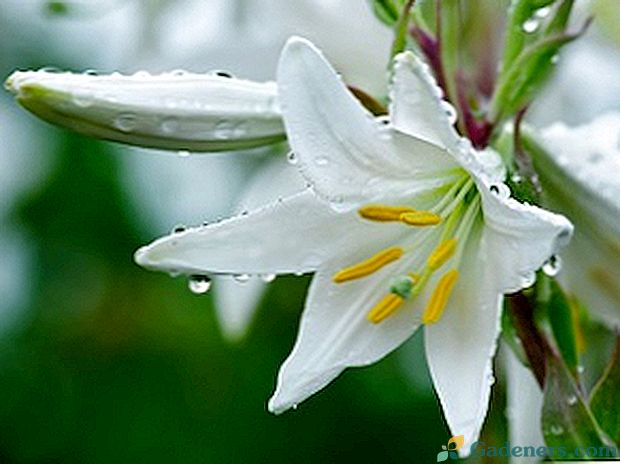 Jaké jsou bílé květy lilie: popis a fotografie