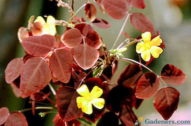 Ako pestovať kvet oxalis oxalis: popis, starostlivosť a fotografie