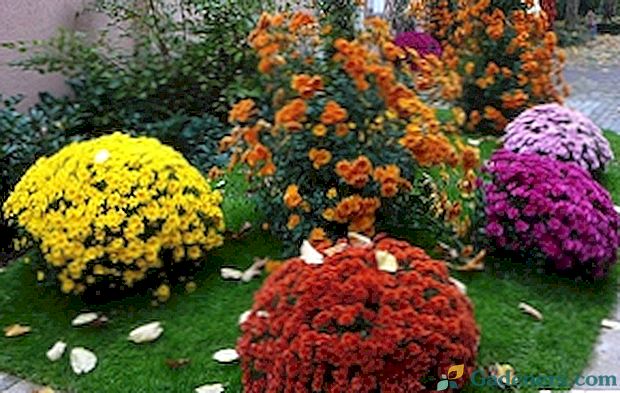 Ako pestovať chryzantémy zo semena, správne výsadbu a starostlivosť