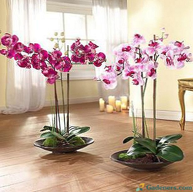 Kā augt orhidejas mājās