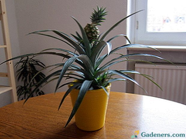Kako pridelovati ananasa doma: nianse rasti