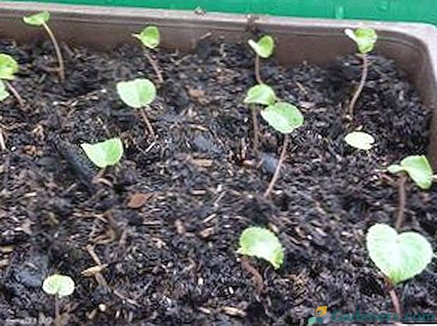 Kako rasti ciklamen iz semena doma