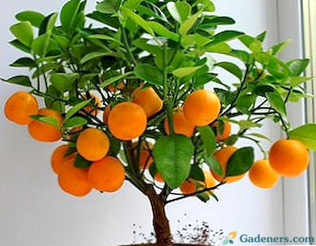 Kaip auginti mandariną iš kaulų namuose?
