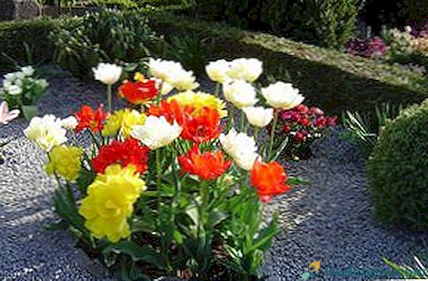 Kādus ziedus iestādīt kapsētā, lai viņi zied visu vasaru