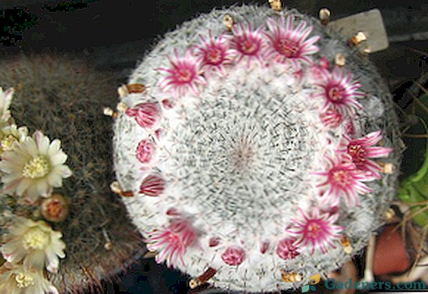 Mammillaria kaktuss: aprūpe mājās