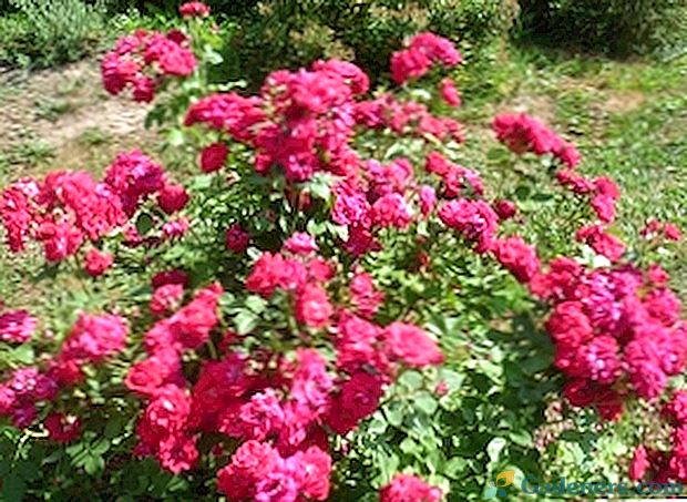 Kanadyjska róża: odmiany, opis i zdjęcie
