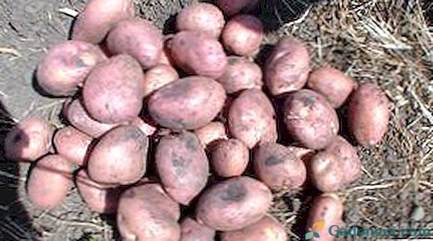 Романо картофи - описание на сорта