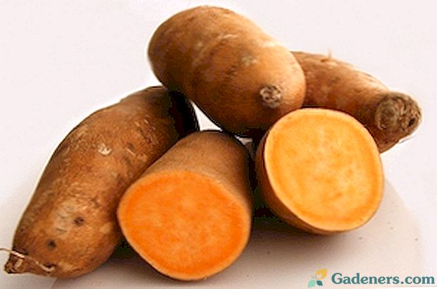 Saldie kartupeļi: Yam īpašības un augu piedevas