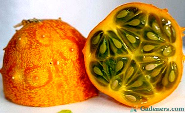Kivano - uzgoj egzotičnog voća iz sjemena