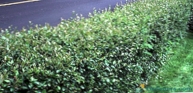 Cotoneaster žiaria v podobe živého plotu: odrody, foto