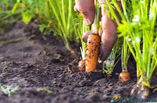 Kdy a jak nejlépe rostou mrkev?