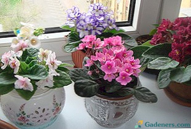 Violetinės: sodinimas ir priežiūra namuose