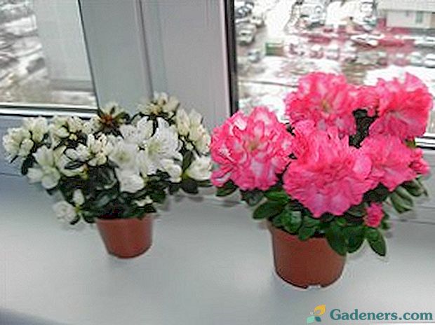 Кімнатний квітка азалія: вирощування і догляд в домашніх умовах