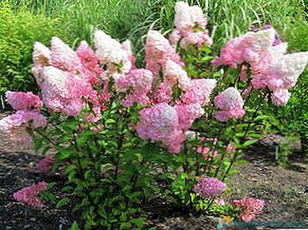 Kráľovná záhradnej hortenzie paniculata: druhy, odrody, fotografie, výsadba a starostlivosť