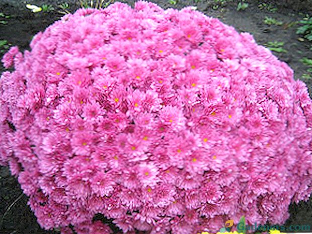 Буш хризантема многогодишна градина: засаждане и грижи, снимка